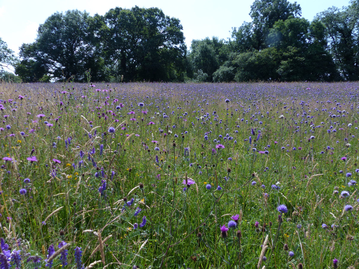 Establishing a Wildflower Meadow