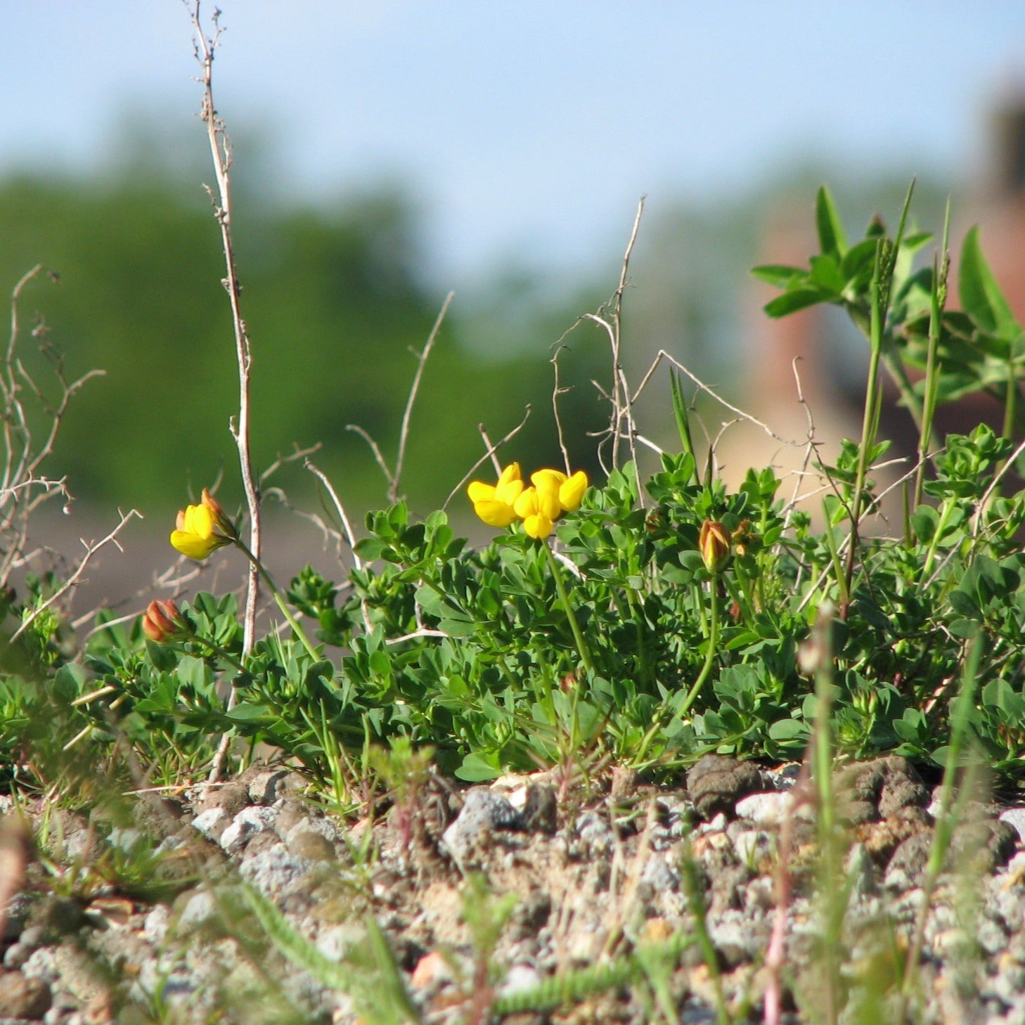 Green Roof Seed Mix | British Wildflower &amp; Grass Seed | Habitat 