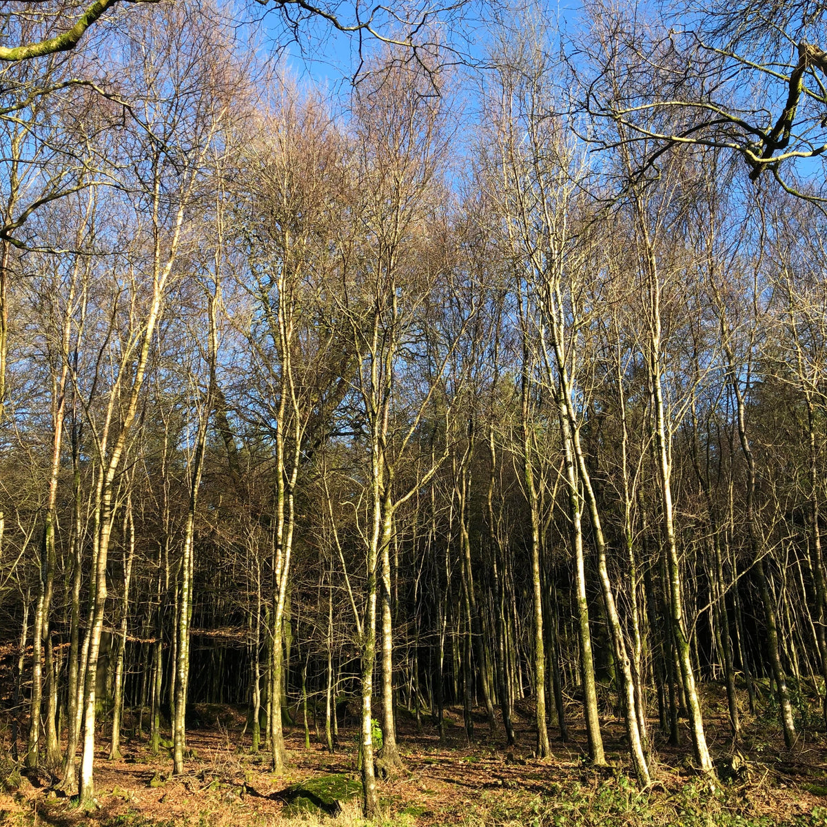 Silver Birch  Heart of England Forest