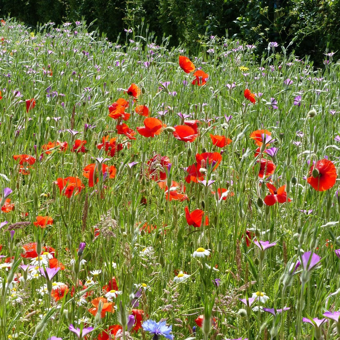 Cornfield Annuals Seed Mix 