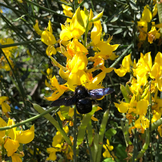 Tips To Help Your Garden Cope With Extreme Heat