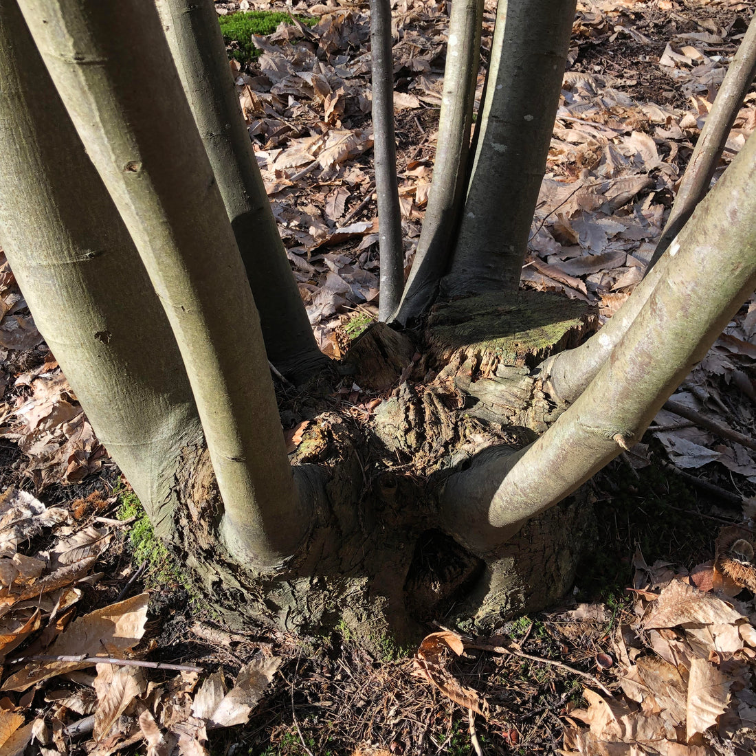 Chestnut Coppice