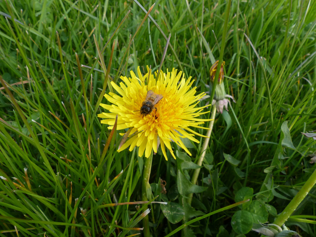 Wildflower Meadows in Spring