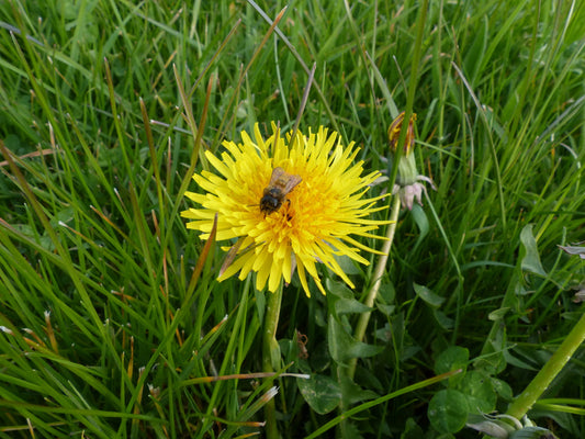 Wildflower Meadows in Spring