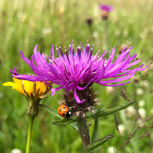 Greater knapweed