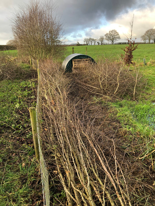 Hedgelaying for Wildlife