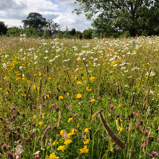 Wildflower Meadows and Biodiversity Net Gain