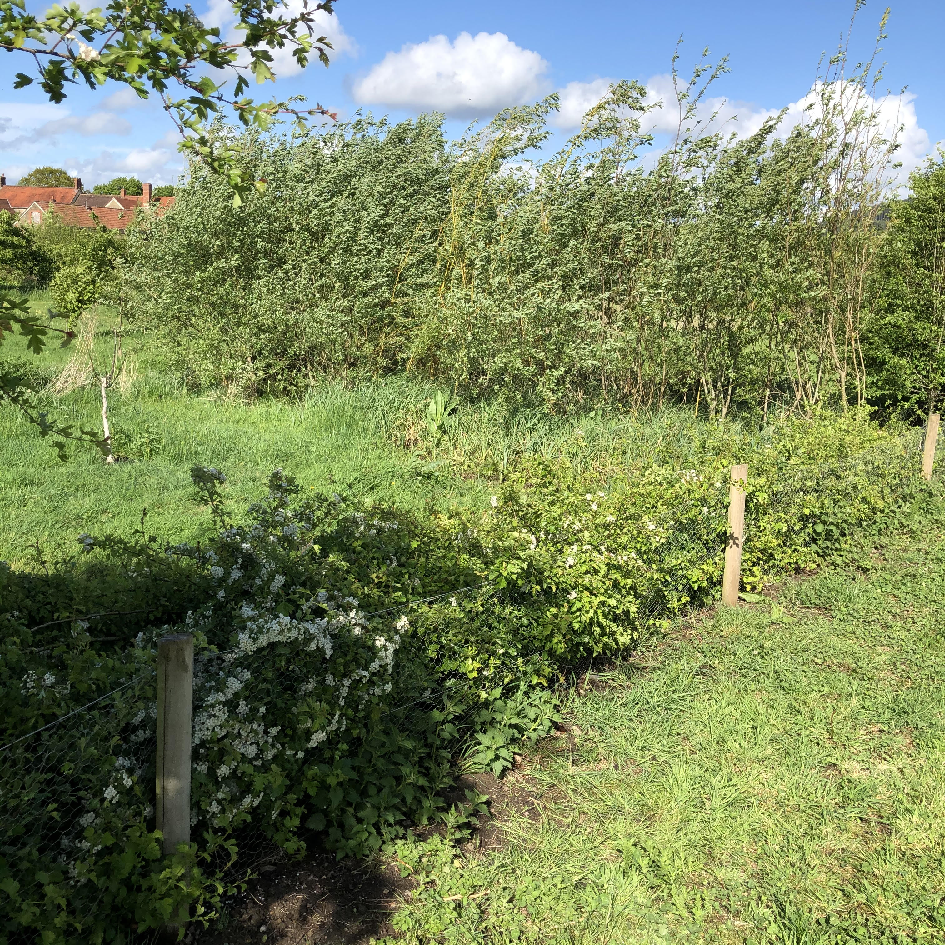 The Edges Matter: Hedgerows Are Bringing Life Back to Farms