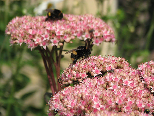 Native and non-native plants