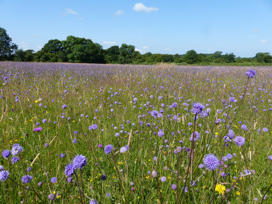 When is a Wildflower Meadow not a Wildflower Meadow?