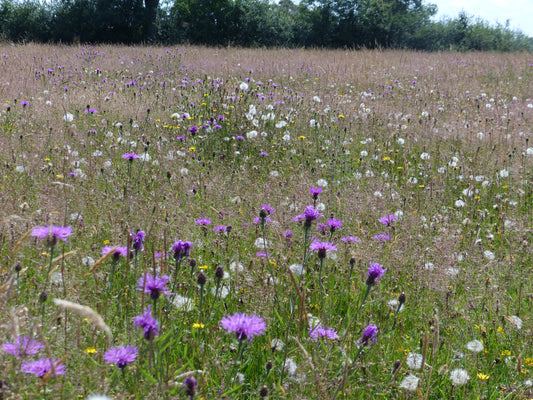 Sowing Wildflower Seed Onto Grass