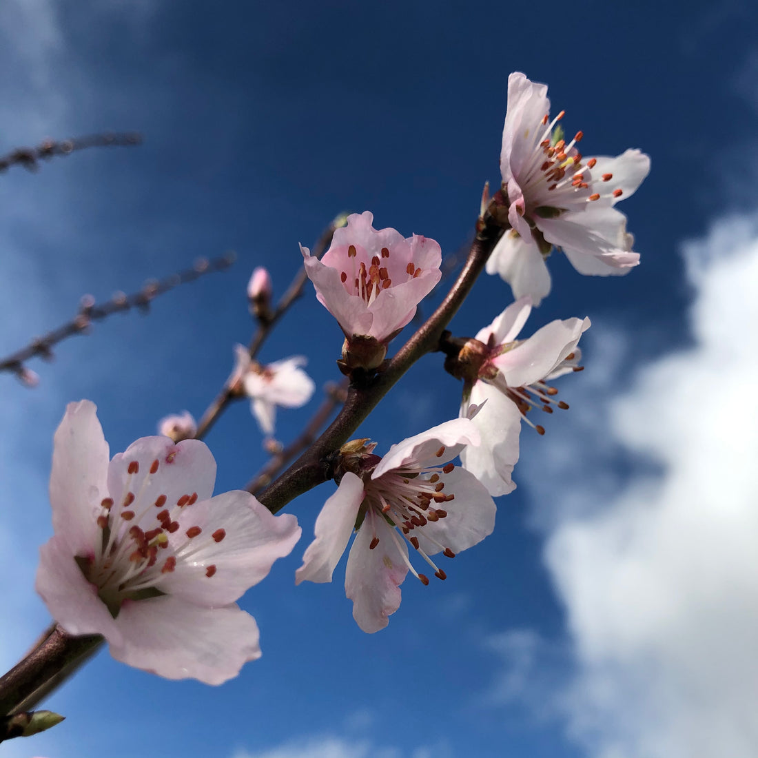 Spring Blossom