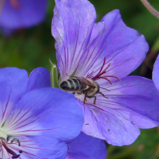 Plants for Bugs