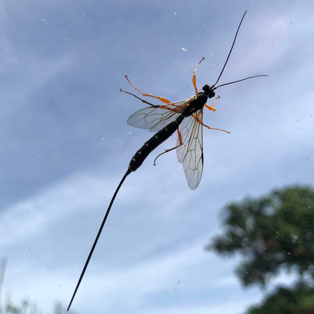 Sabre Wasp