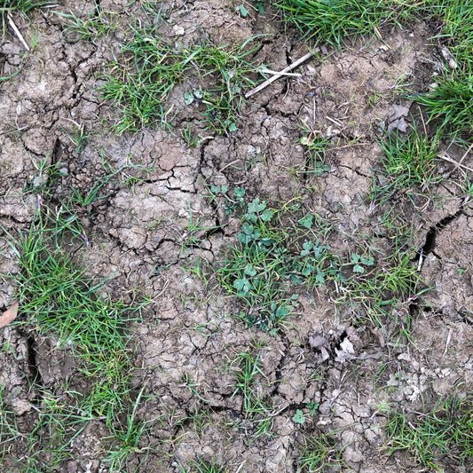 Sowing Wildflowers in Spring