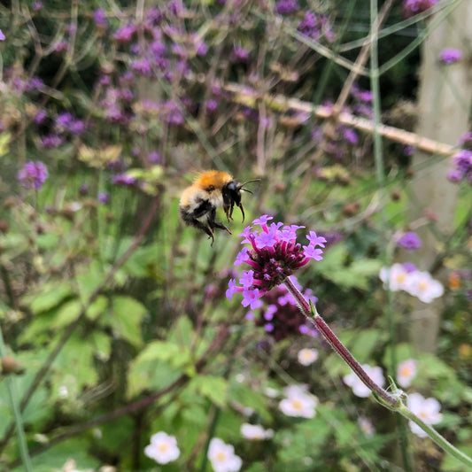 Bee Friendly Flowers in September