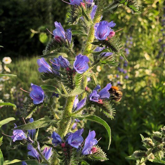 Native Or Non-native Plants?