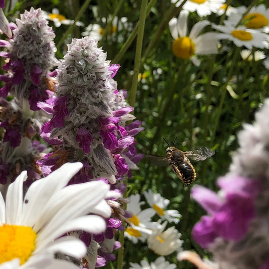 The Wool Carder Bee