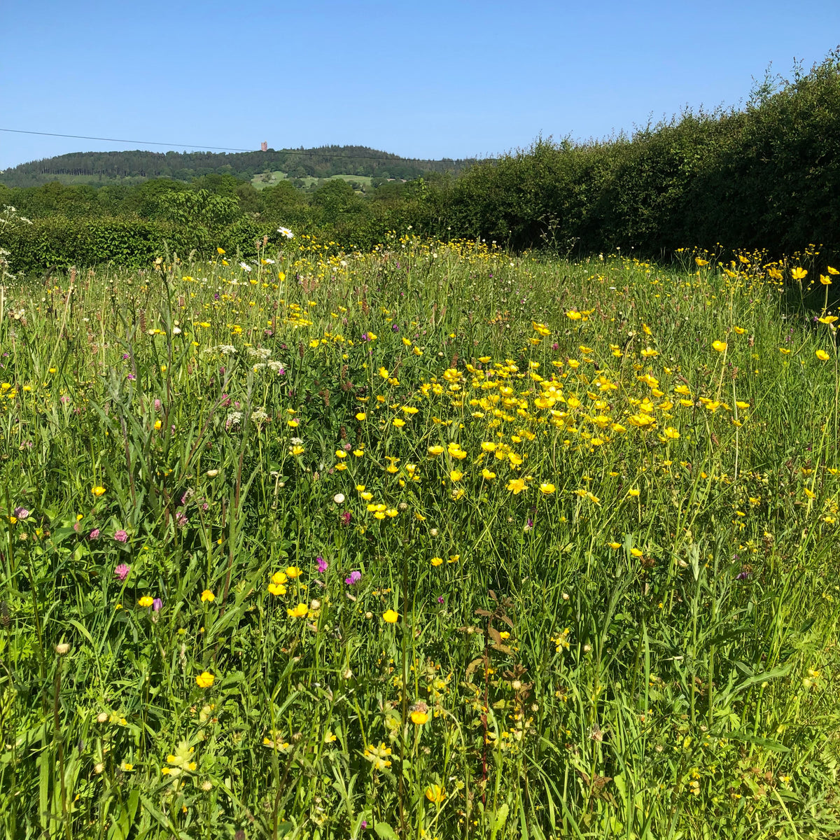 Magical Meadows | Habitat Aid