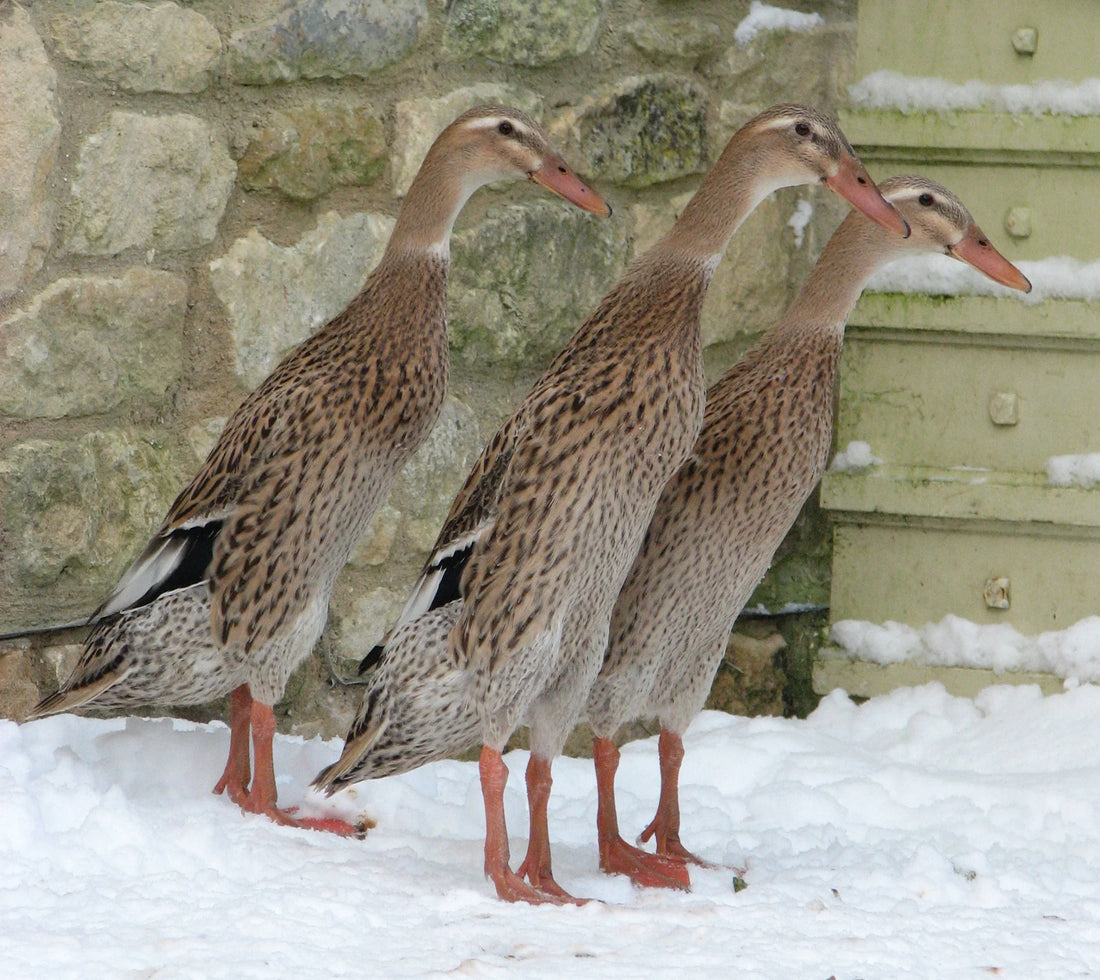 5 minutes in the life of an Indian Runner Duck