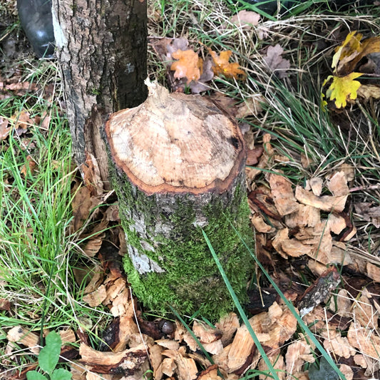 Beavers and Back Gardens