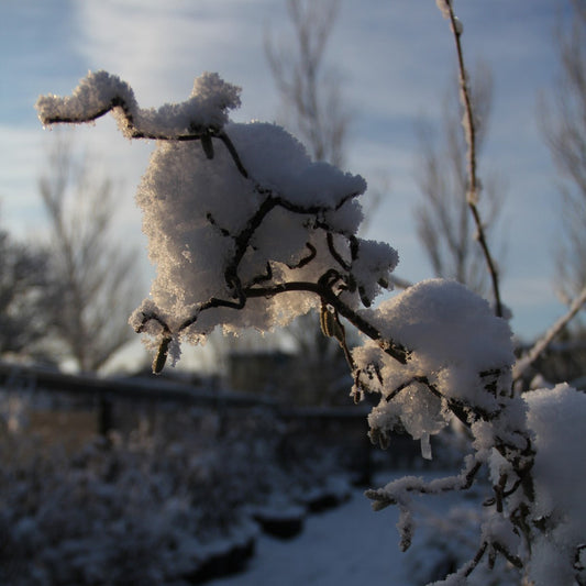 Growing Fruit Trees in Difficult Conditions