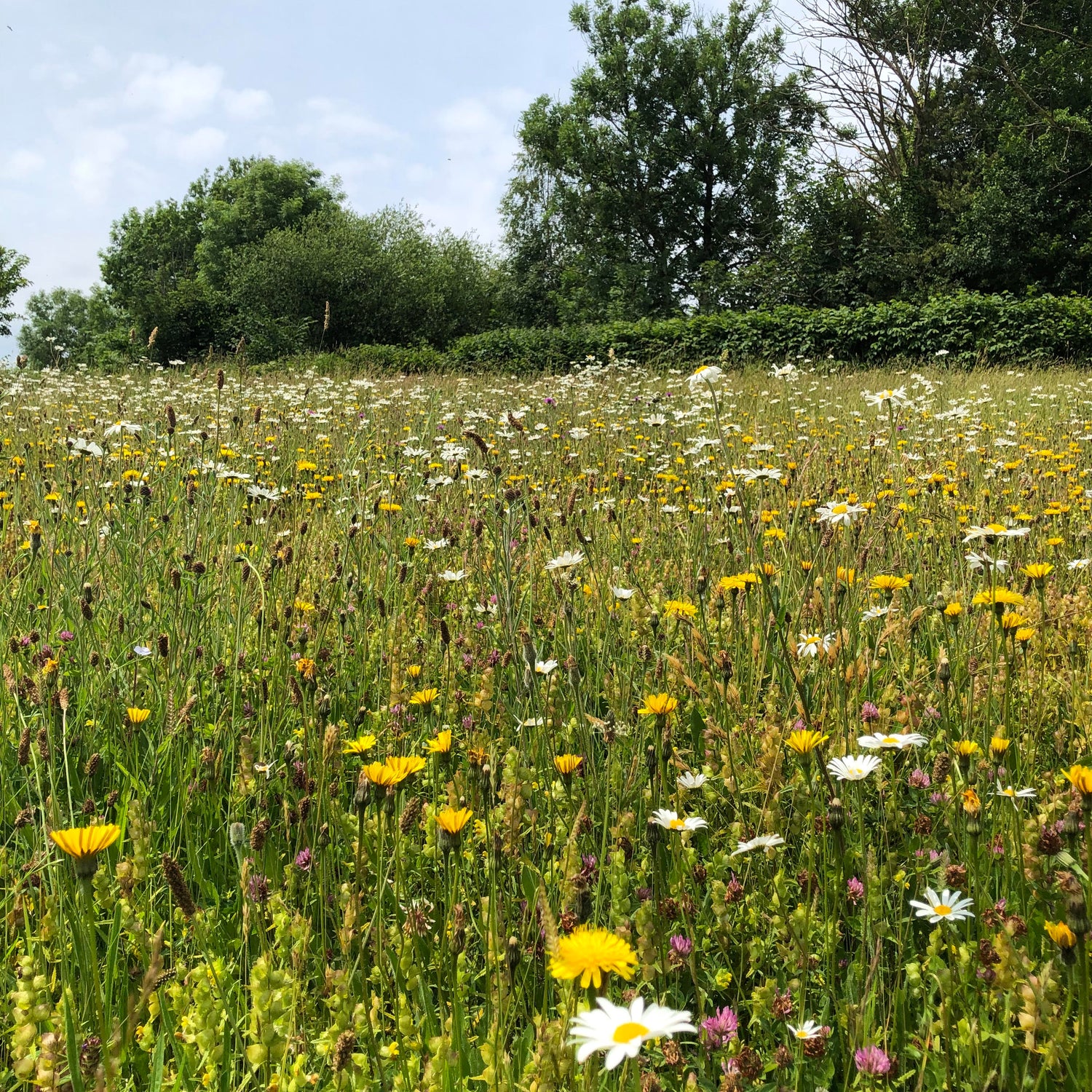 Wildflower Plant Collections