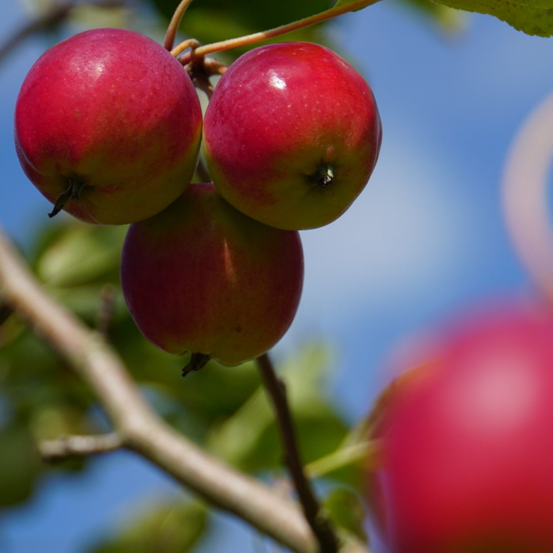 Fruit tree collections