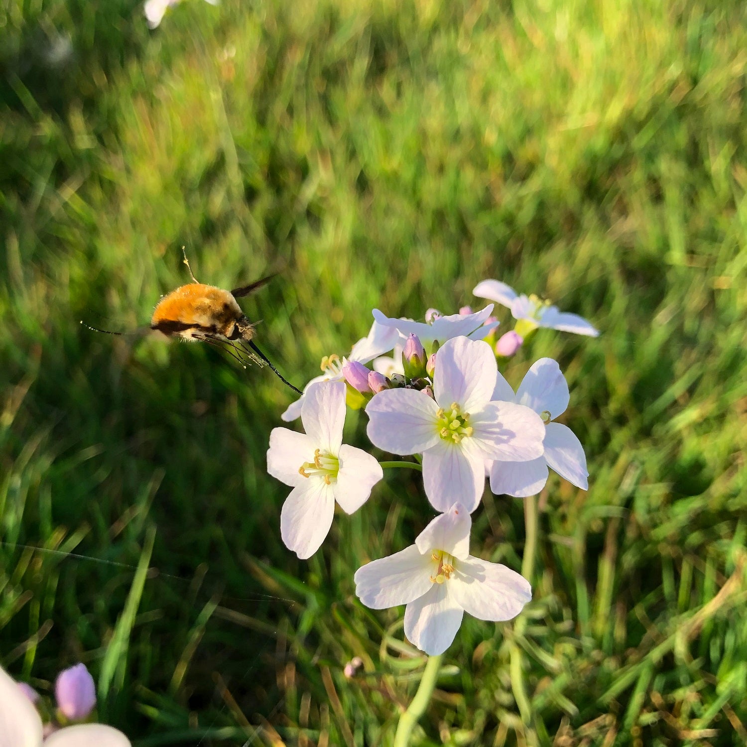 Wildflowers by Species