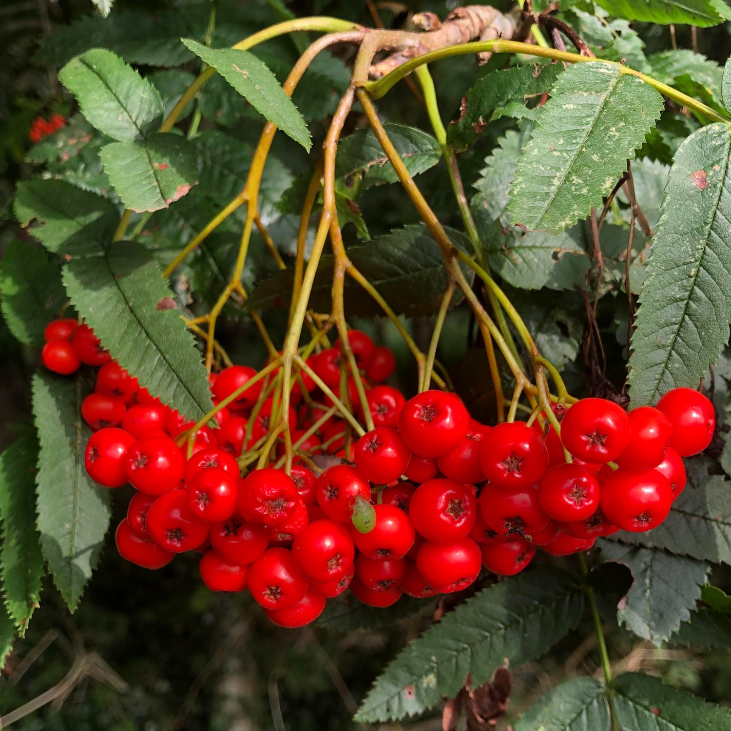 British Trees & Shrubs