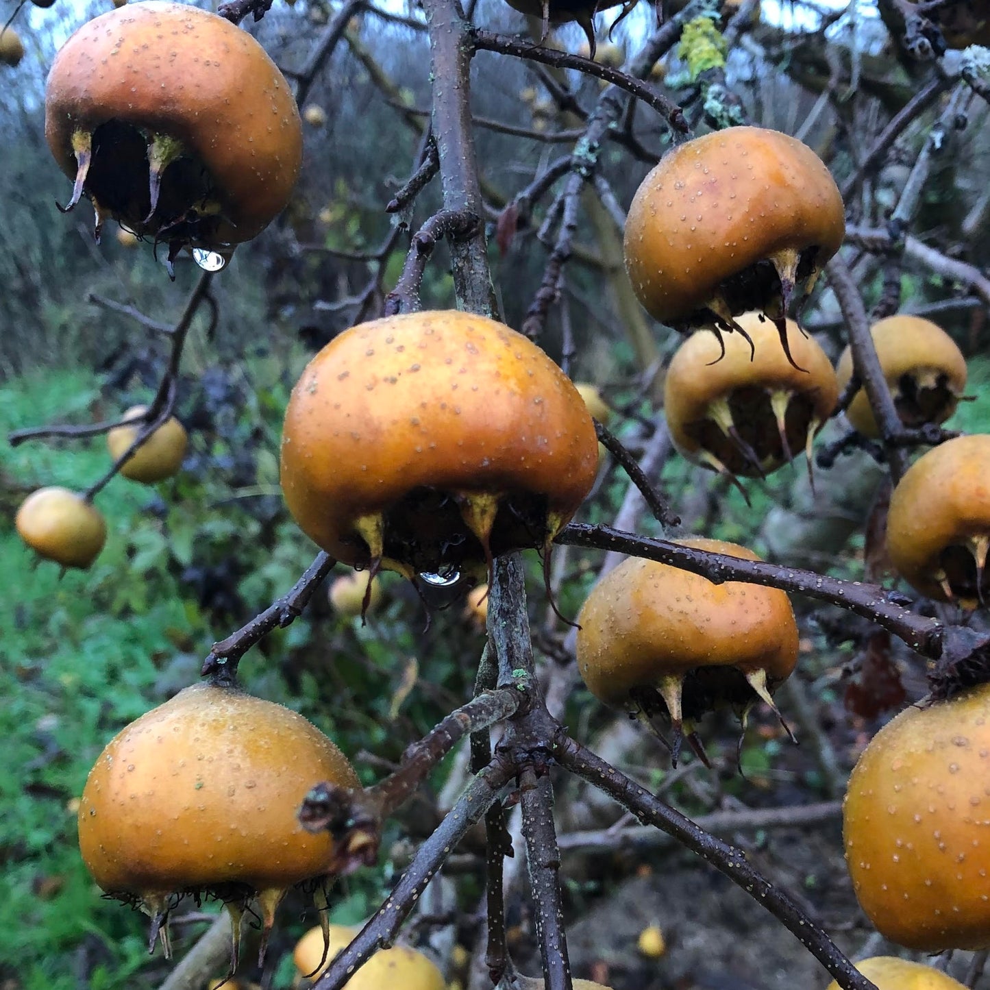 Medlar Tree (Mespilus germanica)