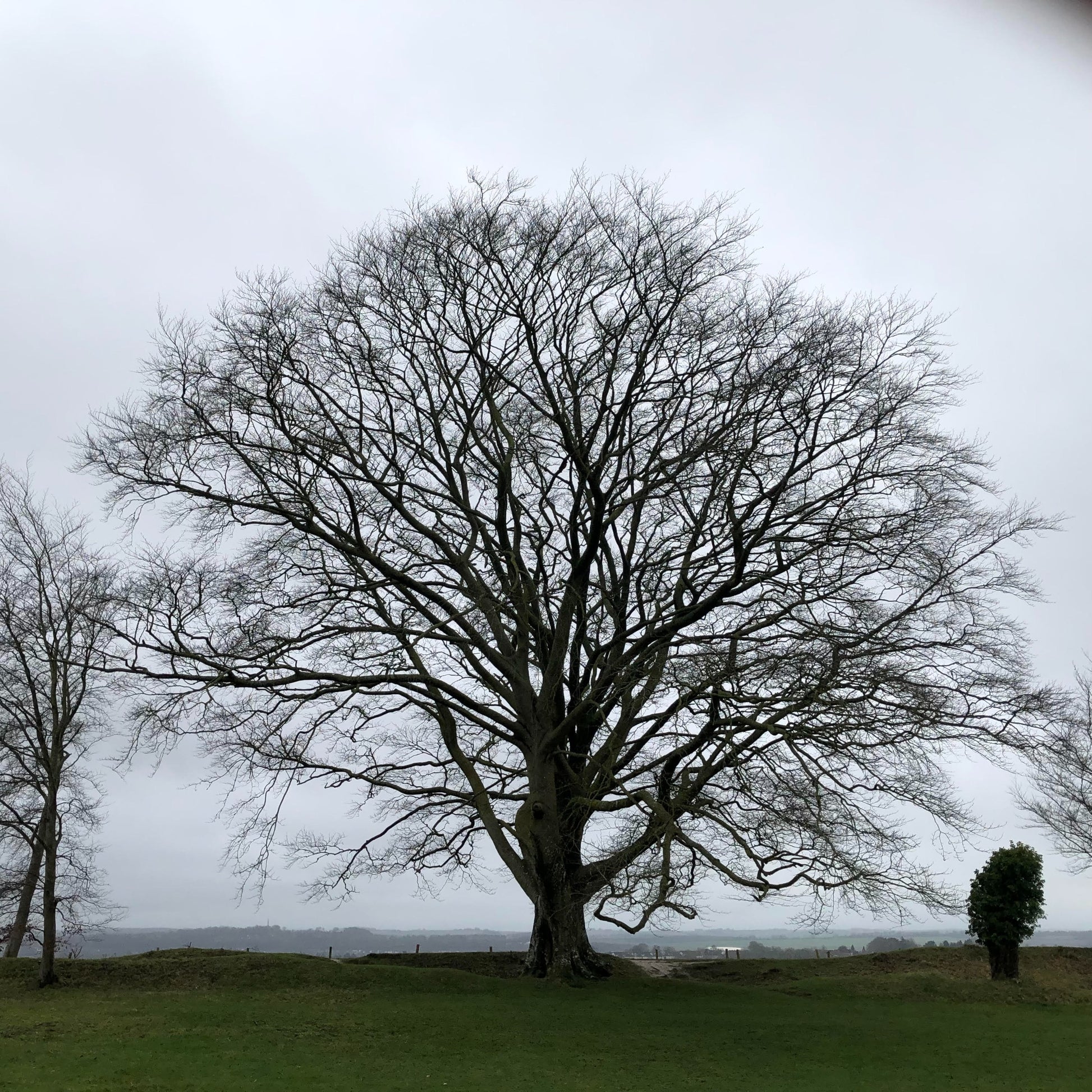 Beech in winter, Old Sarum