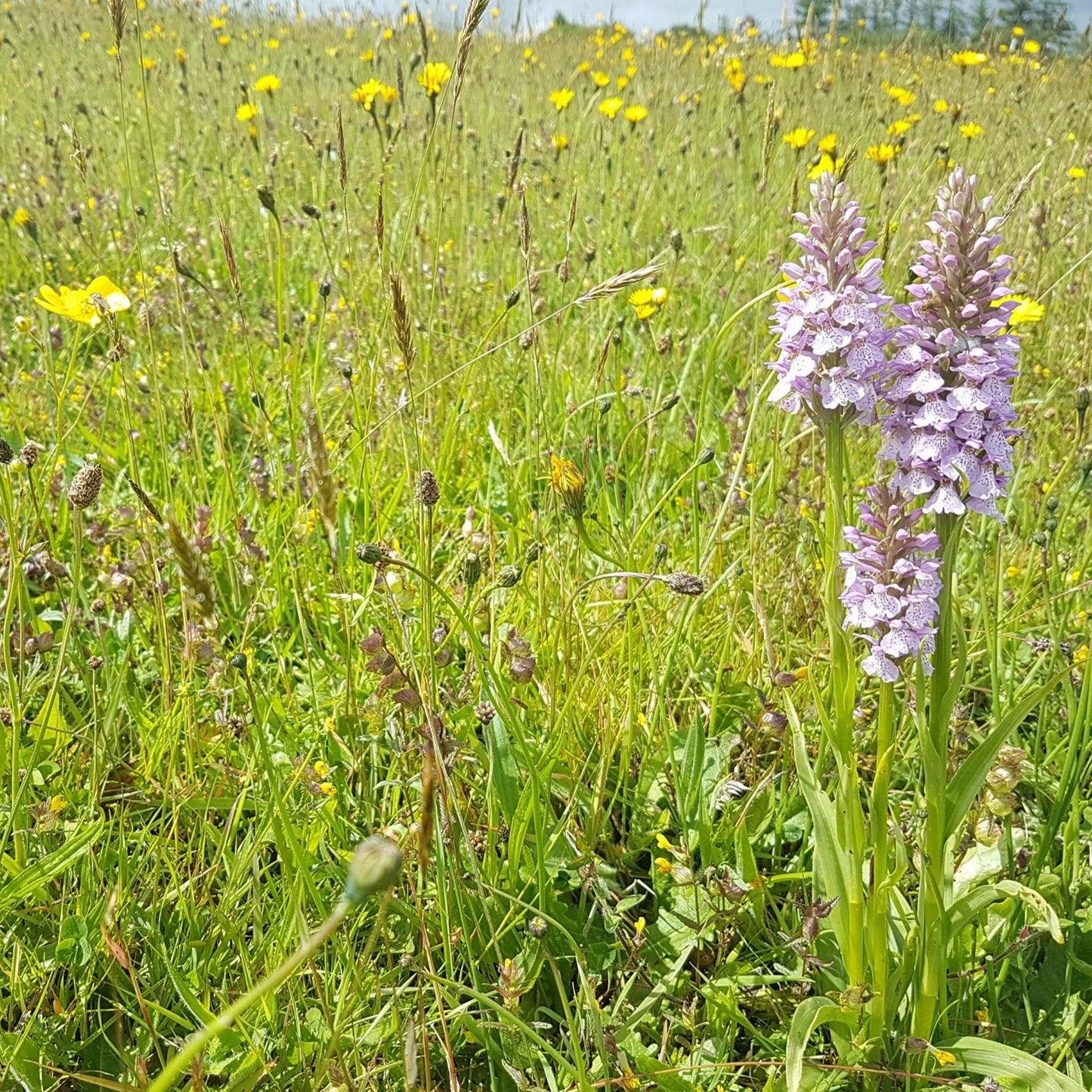 Dartmoor Meadow Seed Mix