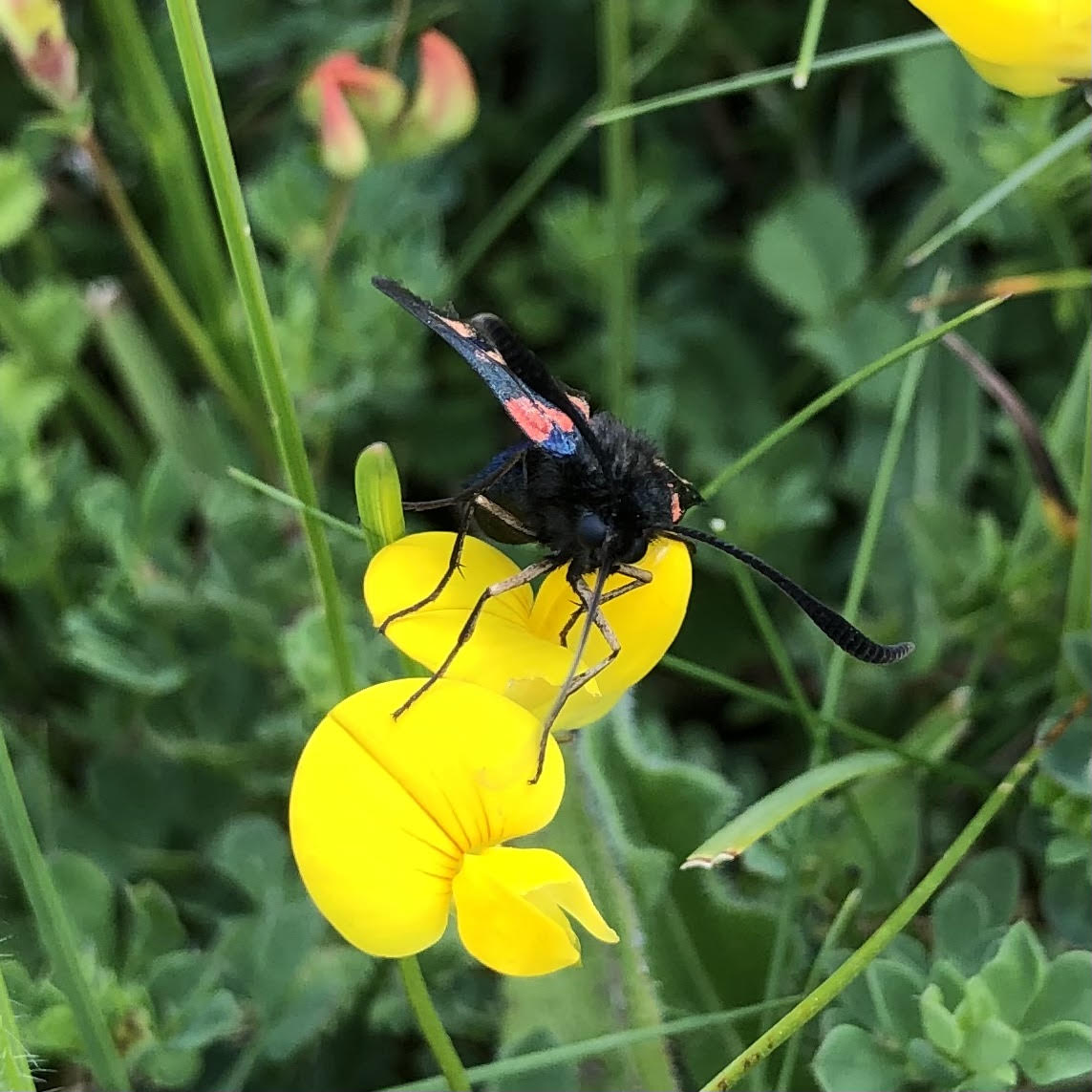 Birdsfoot Trefoil (Lotus corniculatus)