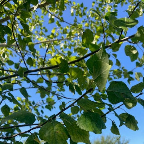 Black poplar in sun