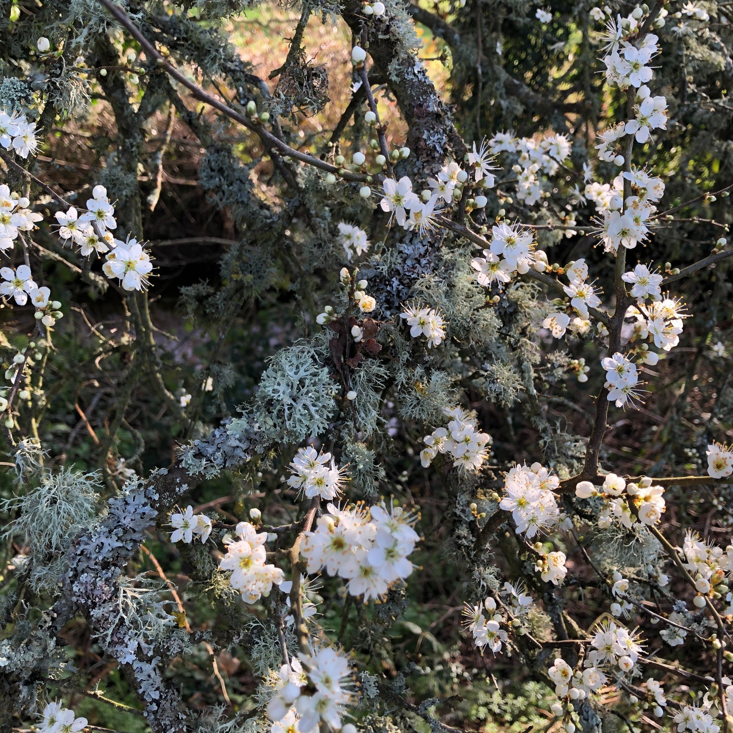 Blackthorn (Prunus spinosa)