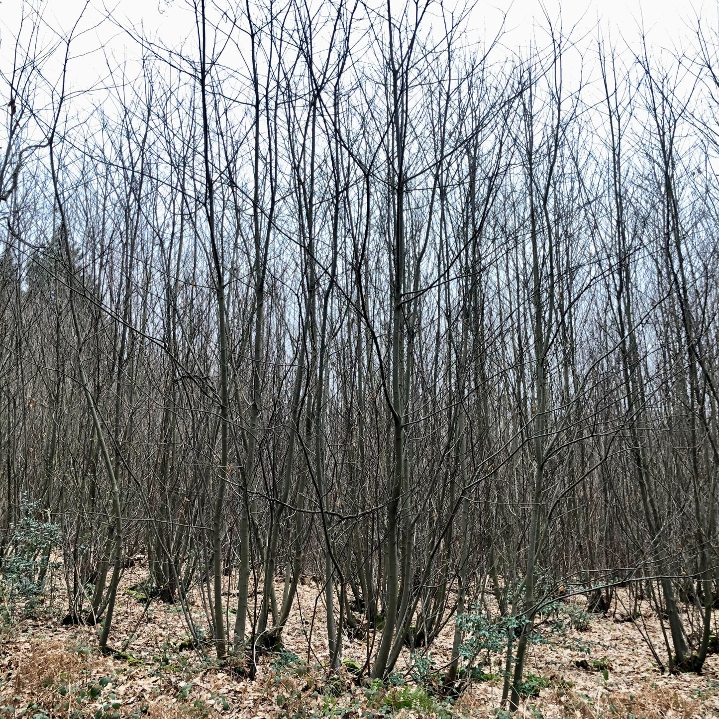 Sweet chestnut coppice