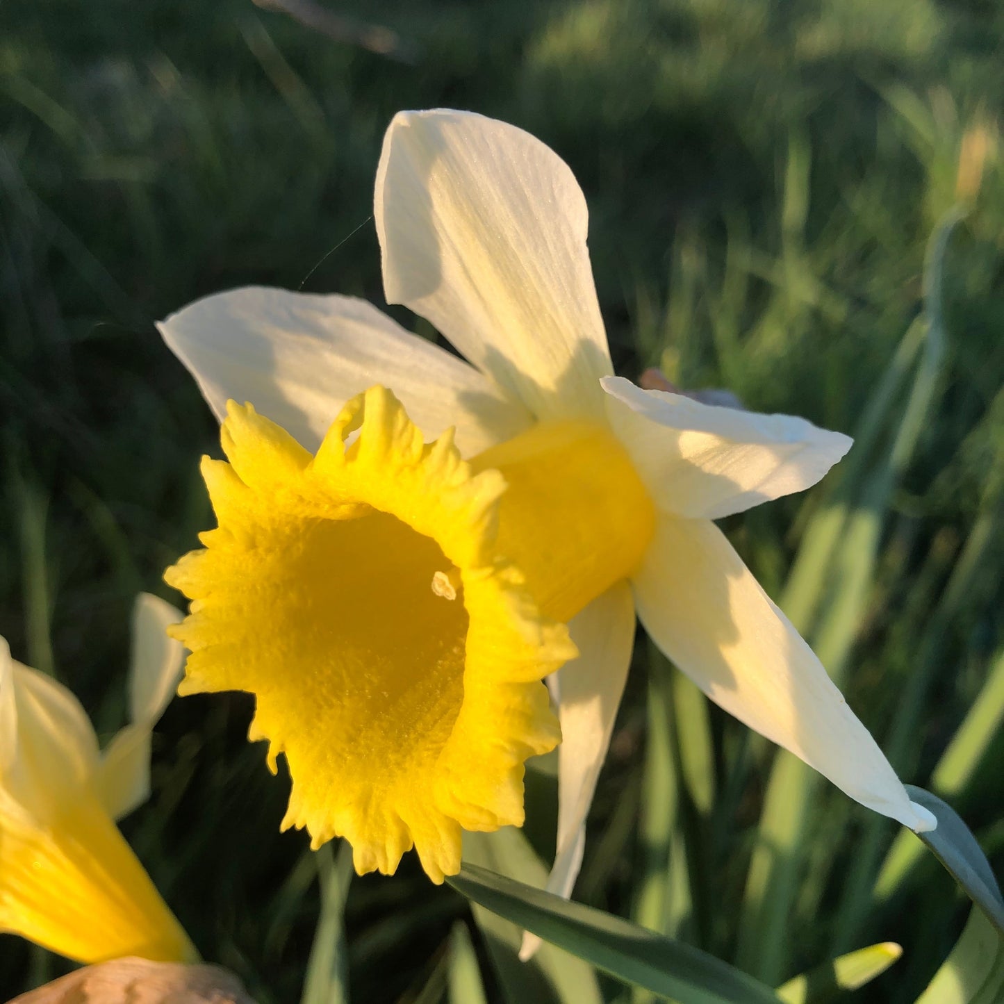 Narcissu pseudonarcissus lobularis in evening light