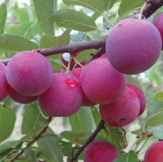 Heritage Plum Tree Collection