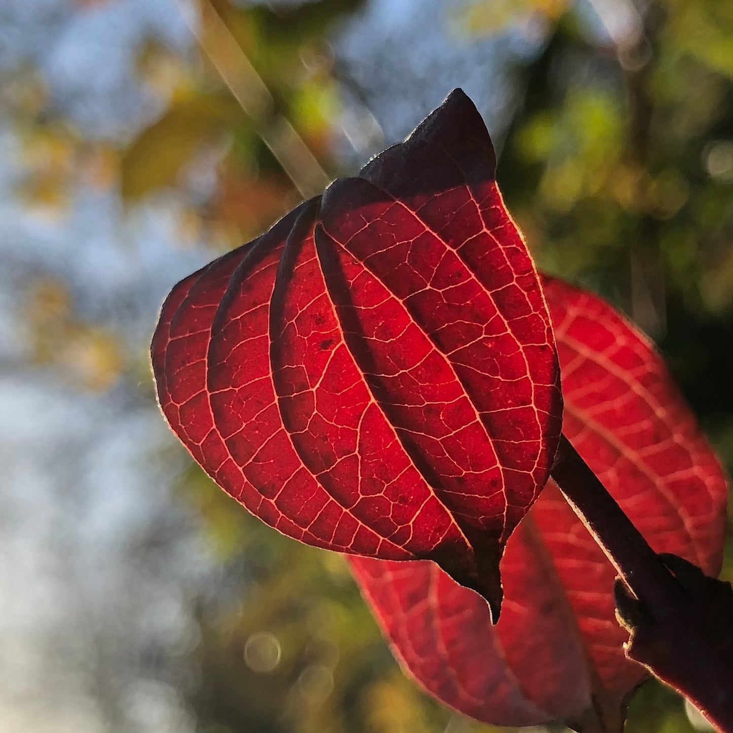 Hedge Plants: Conservation Hedge Mix