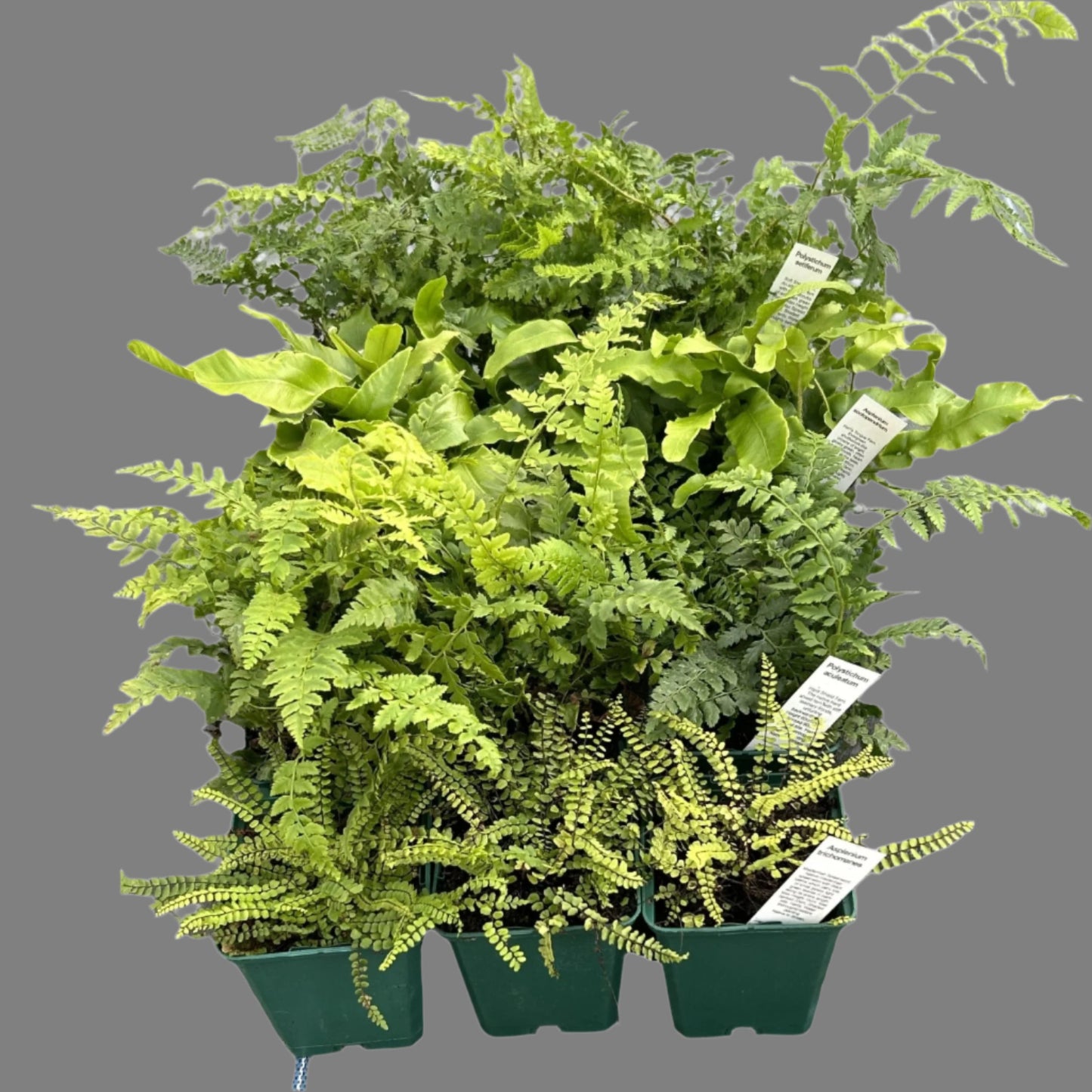 Native Fern Collection