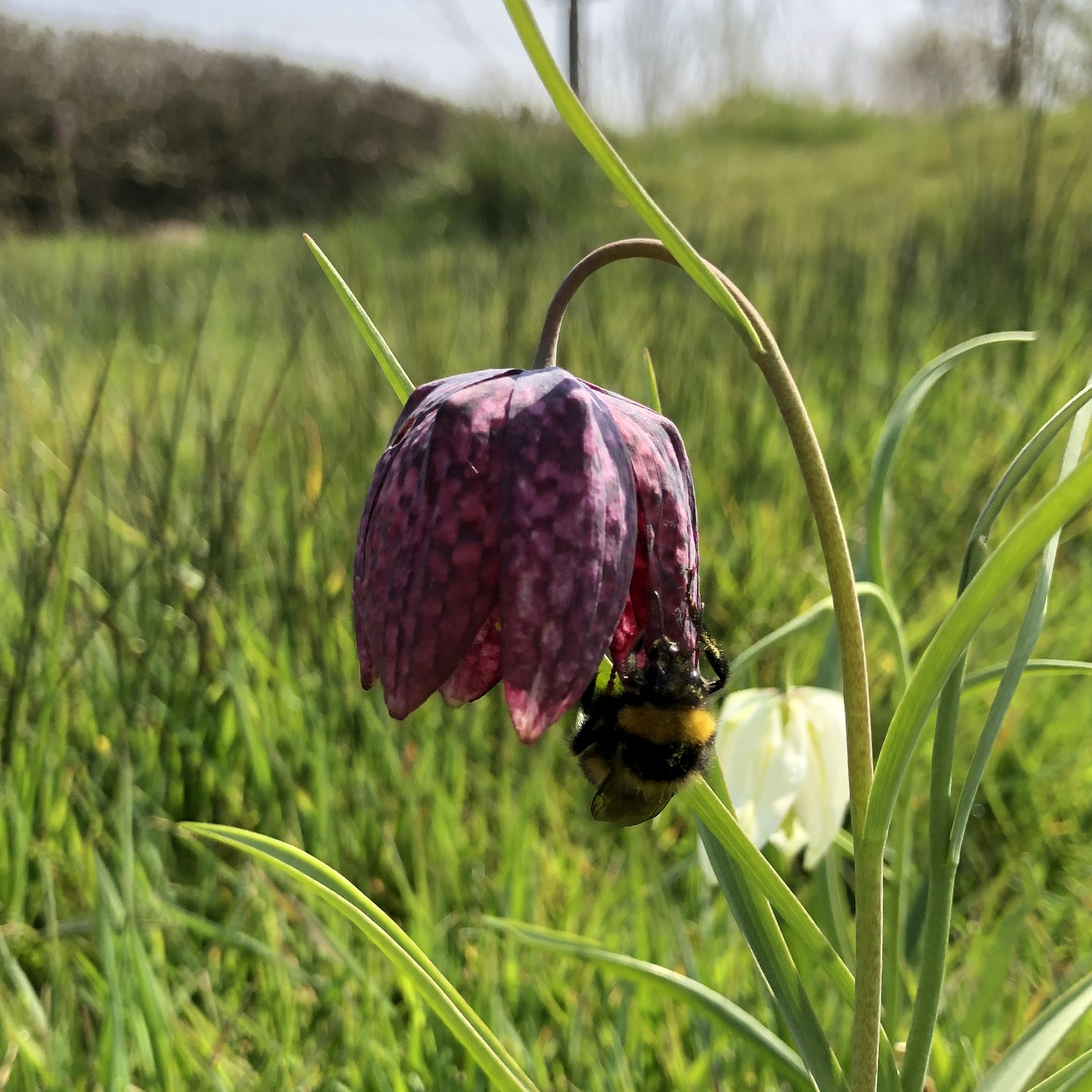 Fritillaries (Fritillaria Meleagris) | British Bulbs & Seed | Habitat ...