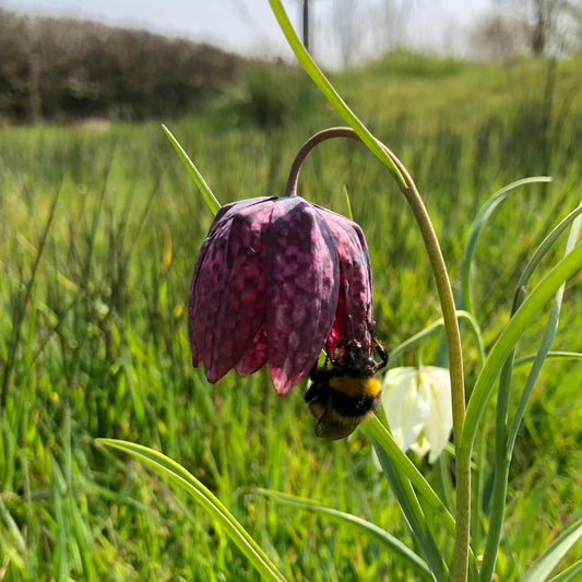 Fritillaries (Fritillaria meleagris)