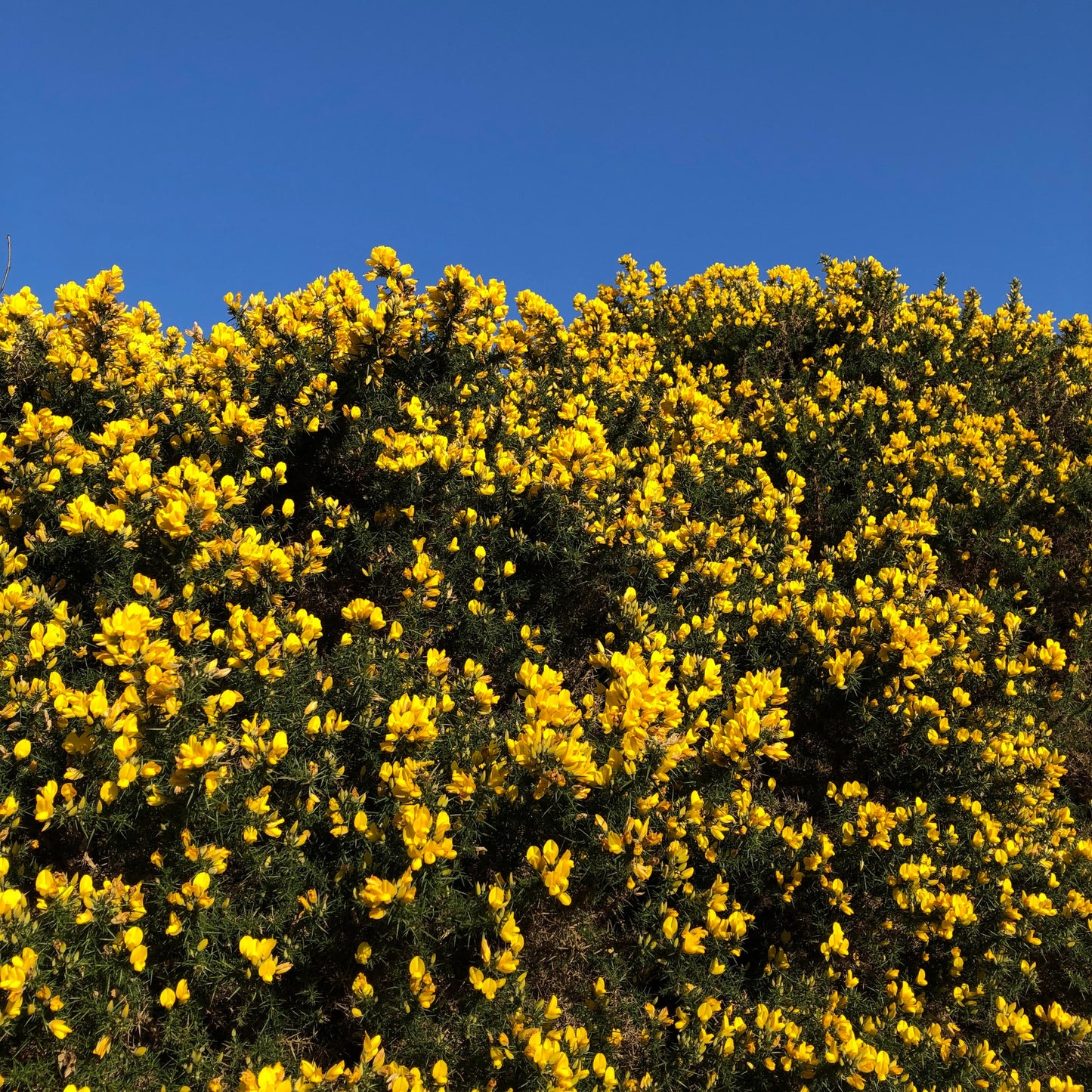 Gorse (Ulex europaeus)