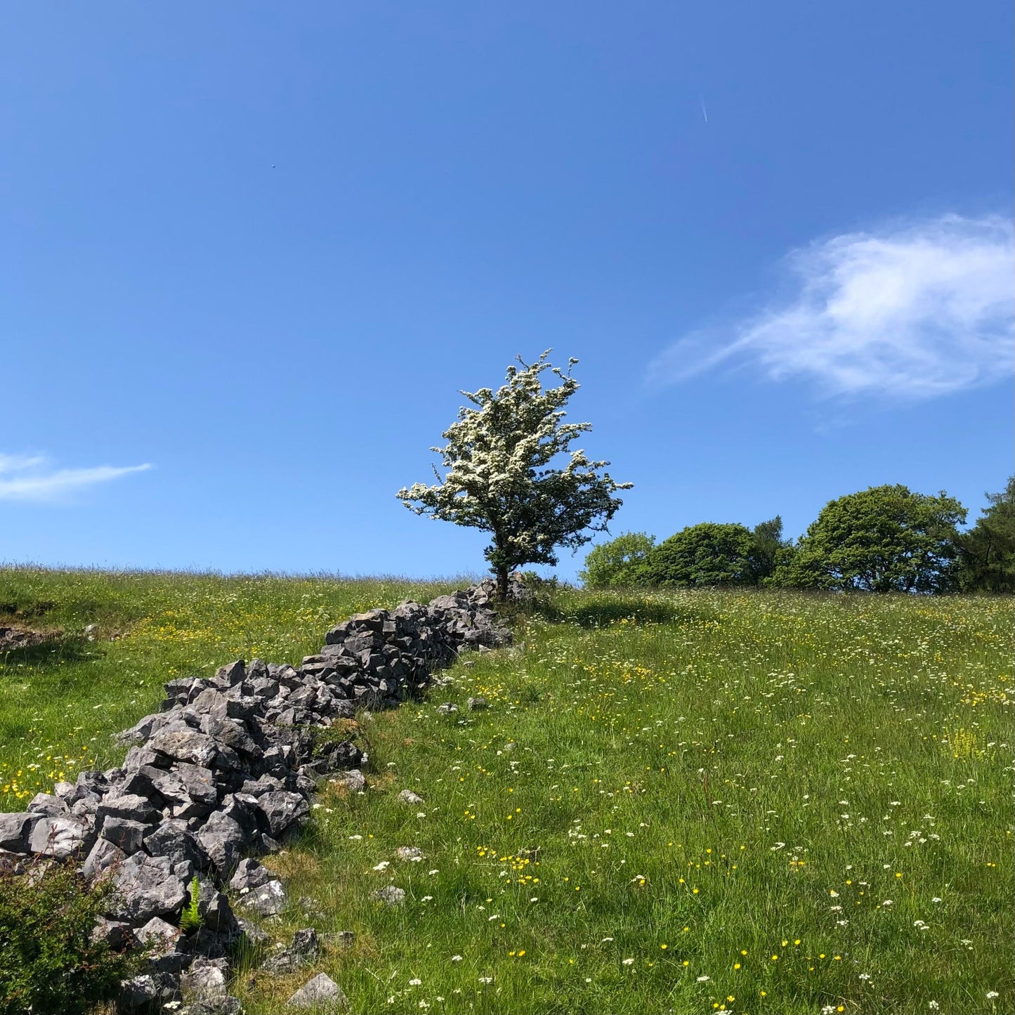 Hawthorn (Crataegus monogyna)