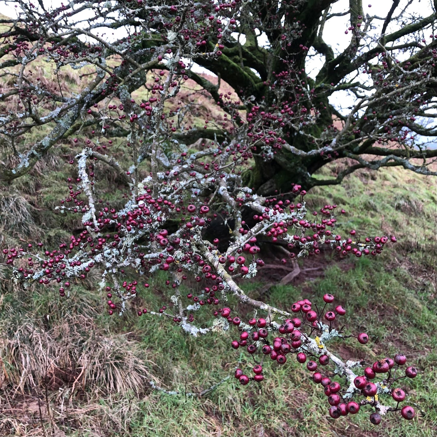 Hawthorn (Crataegus monogyna)