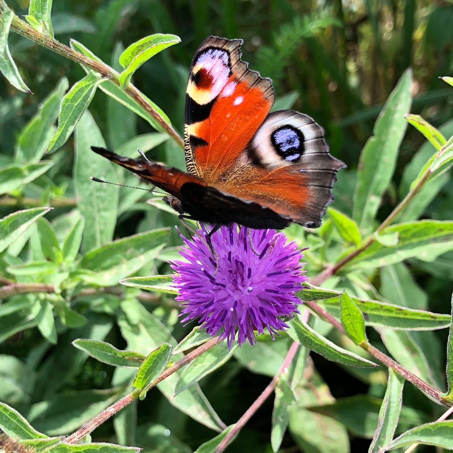 Pollinator Patch