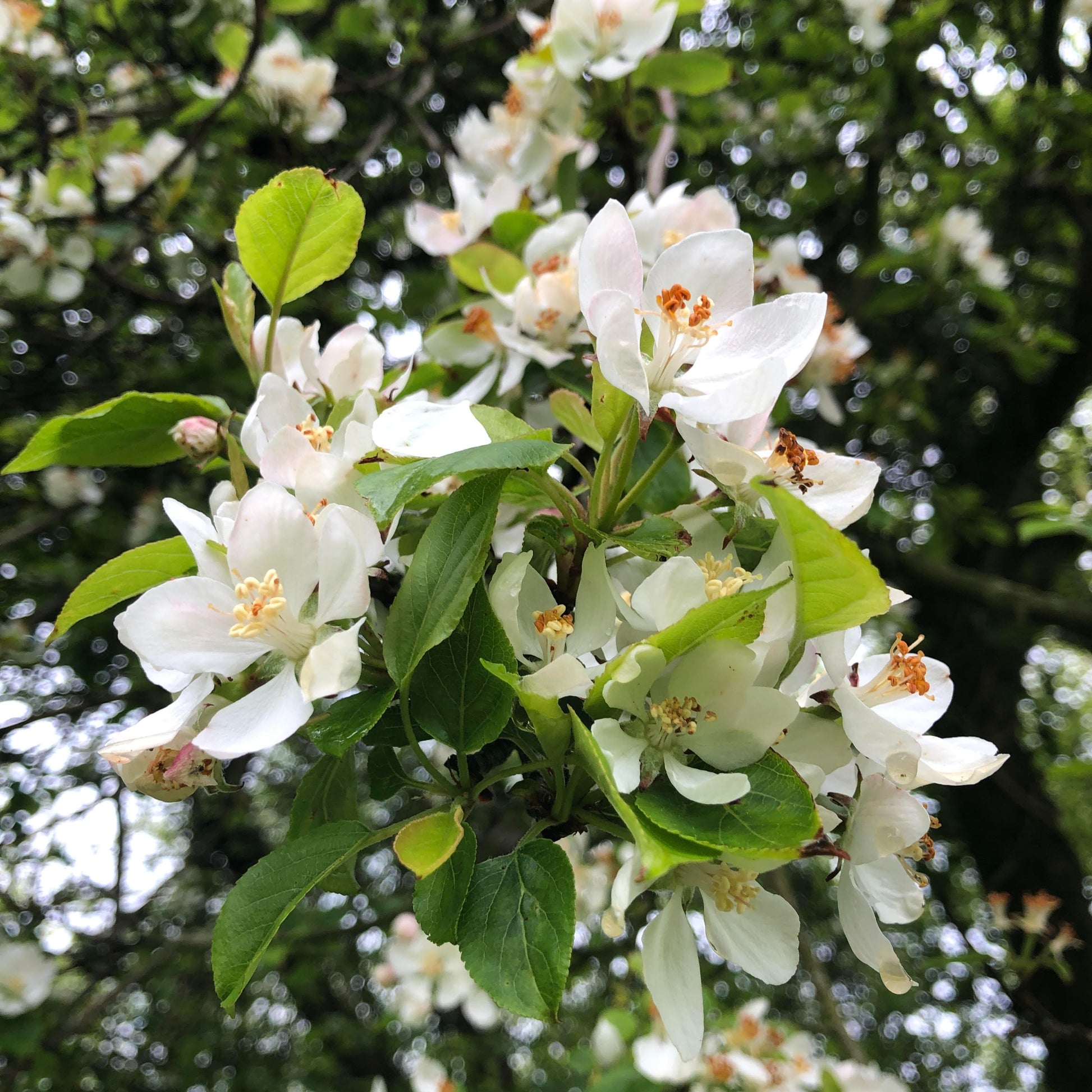 Crab apple blossom