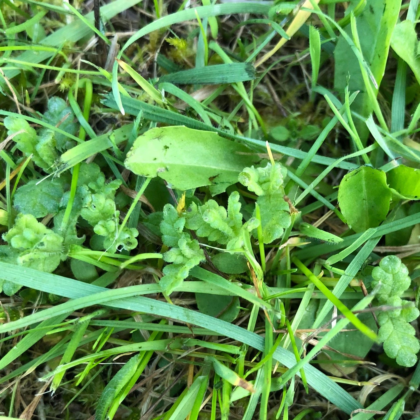 Yellow rattle young seedlings