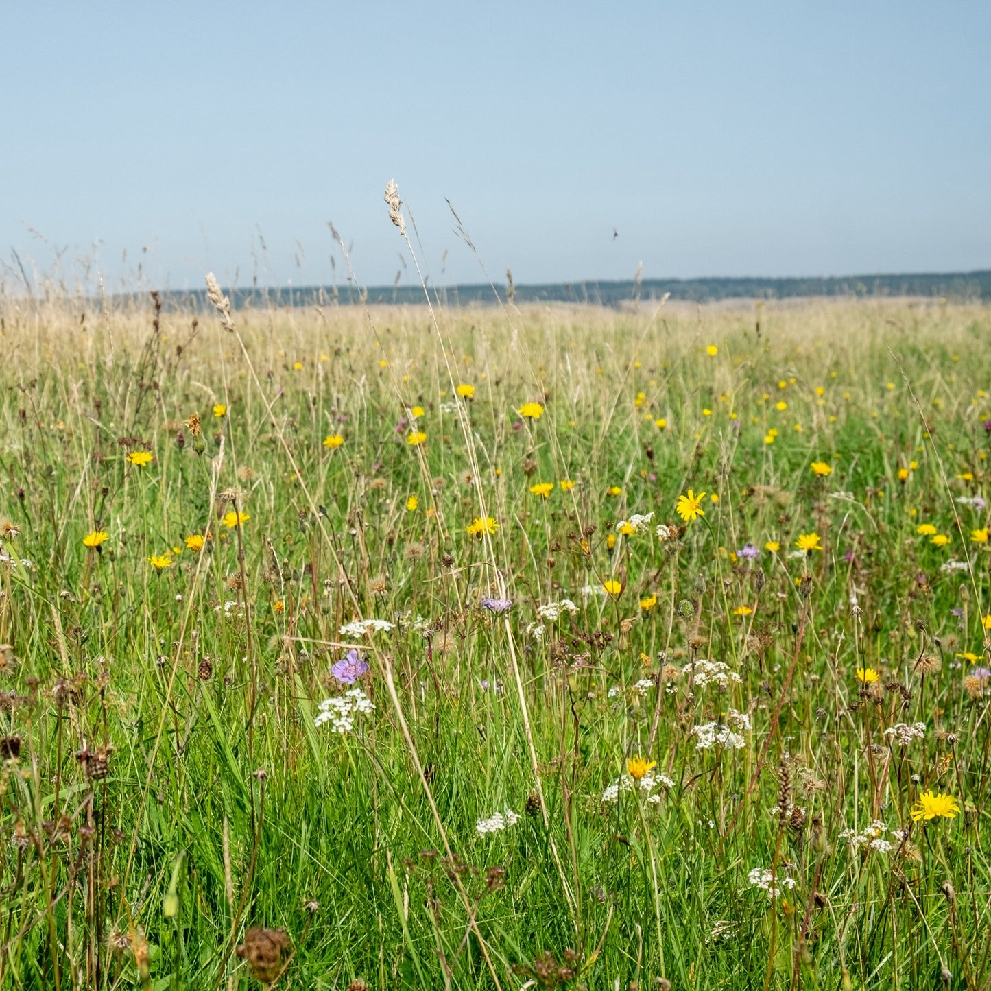 Wiltshire Wildflower Meadow Seed Mix - Neutral Soils